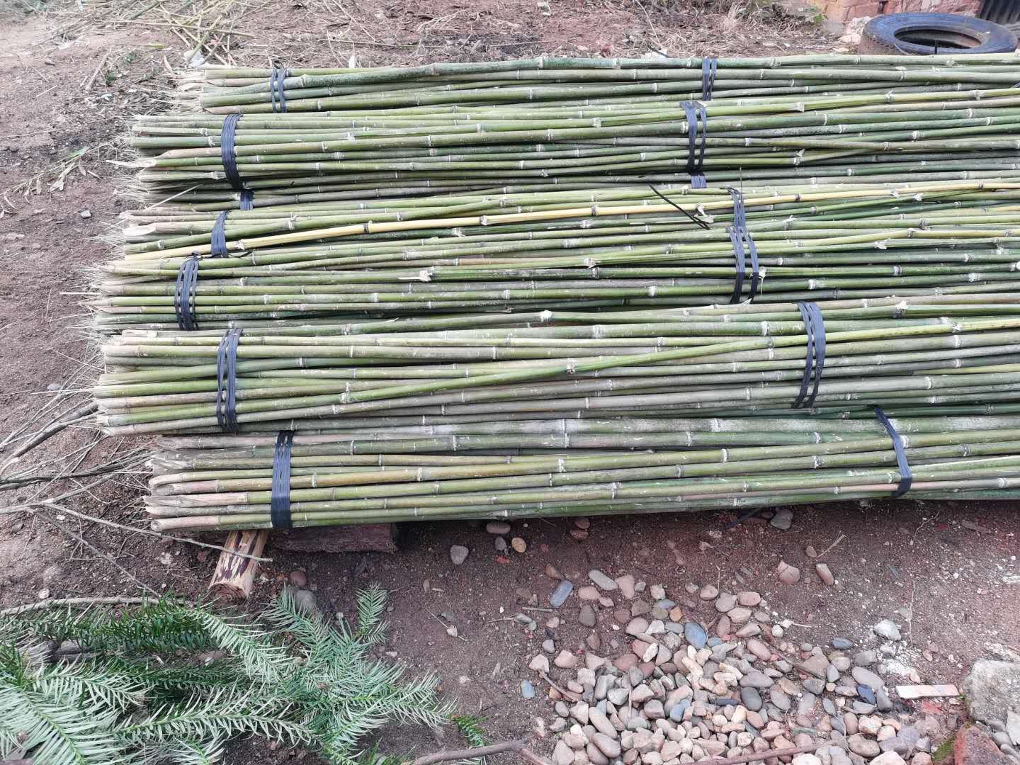 麻竹  ‘大批量供应优质各种大小竹子